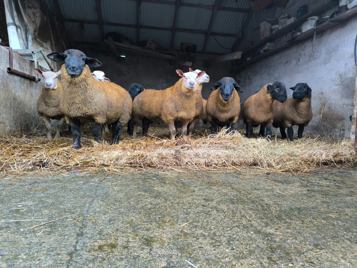 Ram lambs - Image 4