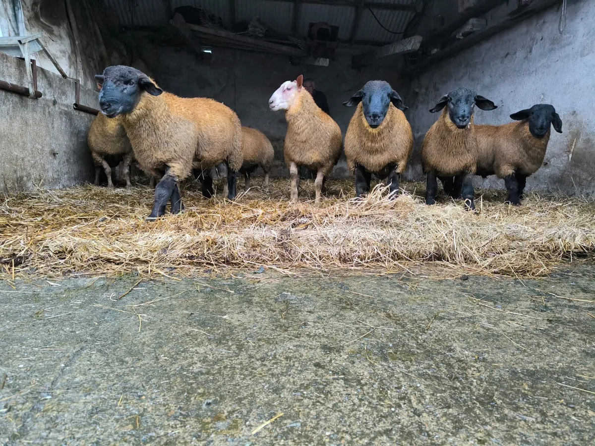 Ram lambs - Image 3