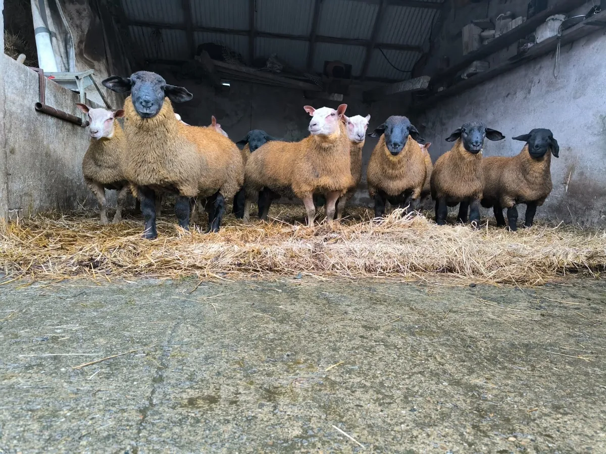 Ram lambs - Image 4