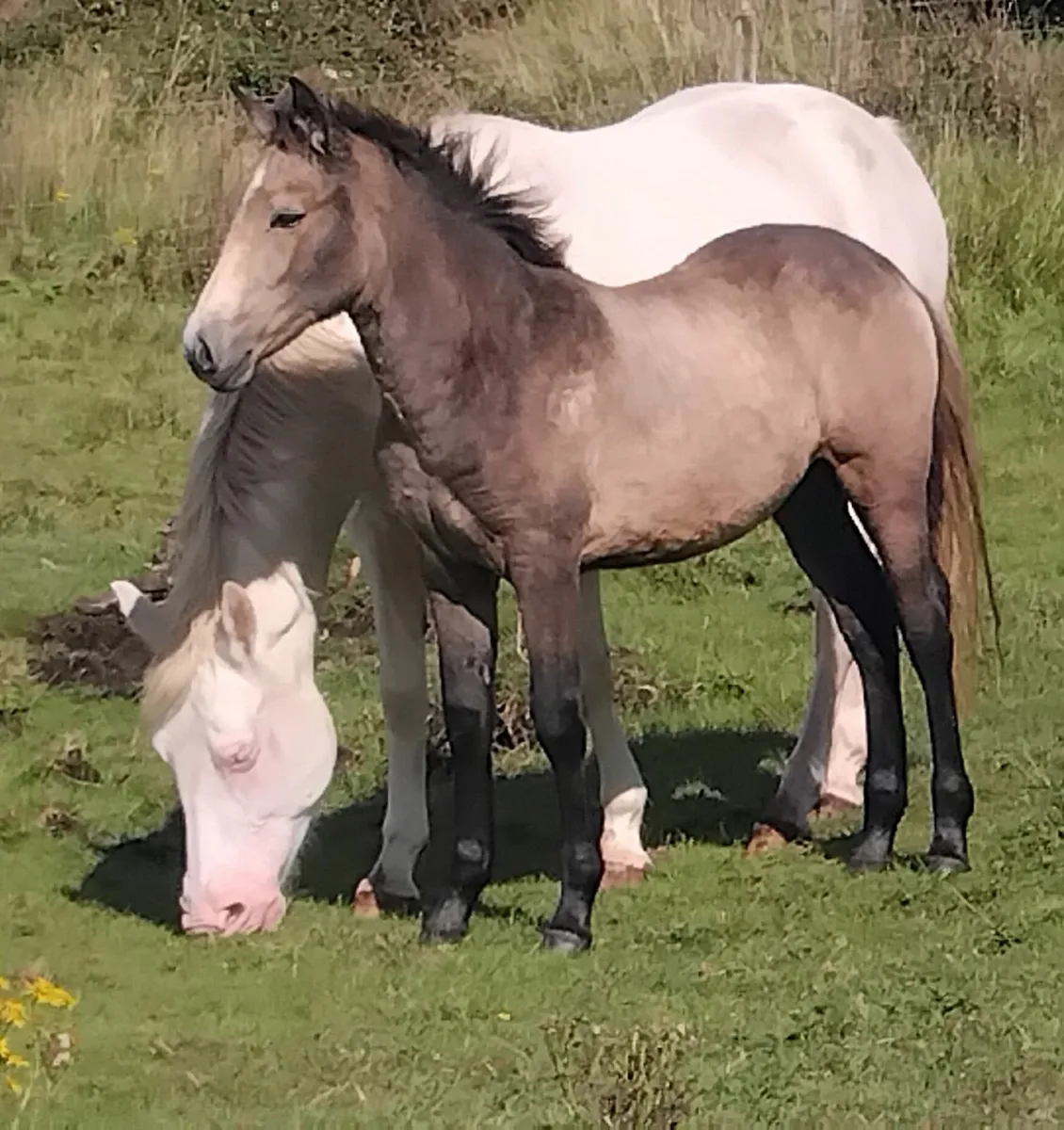 Top class connemara filly foal - Image 1