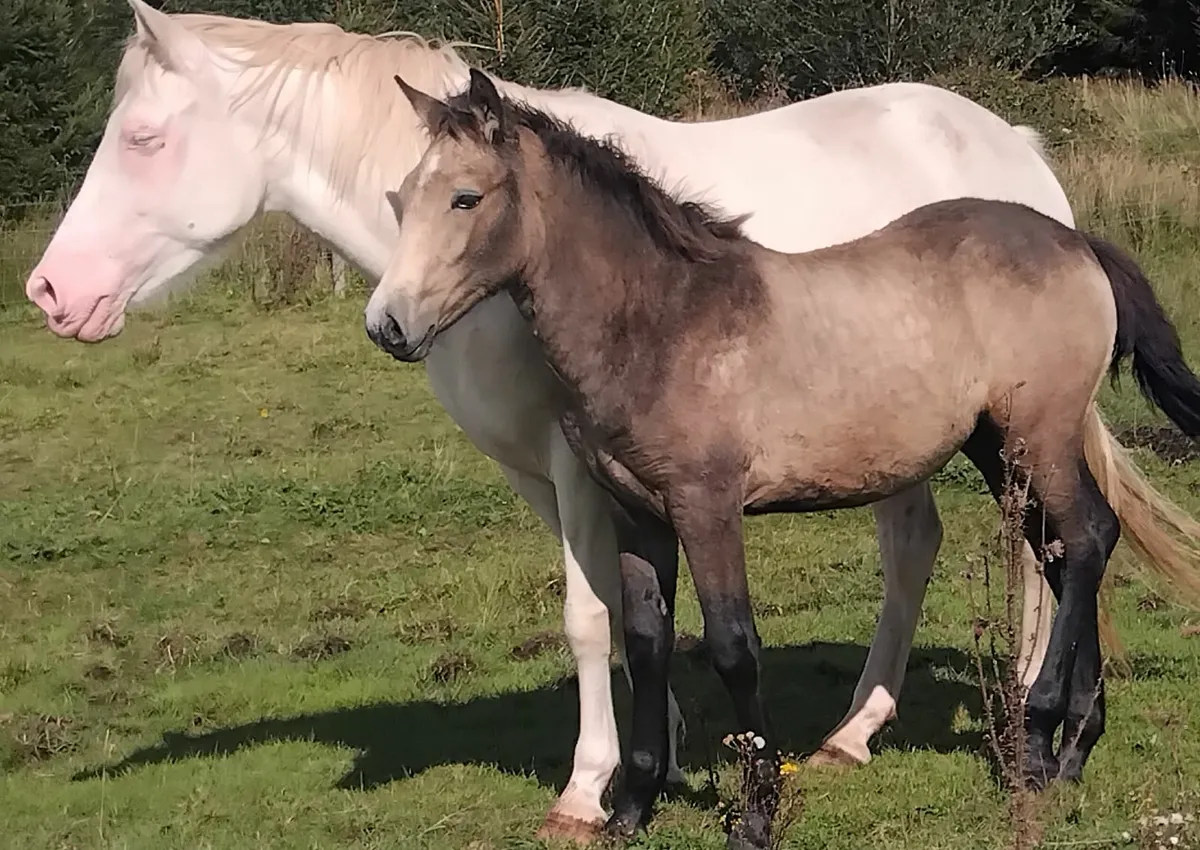 Top class connemara filly foal - Image 2