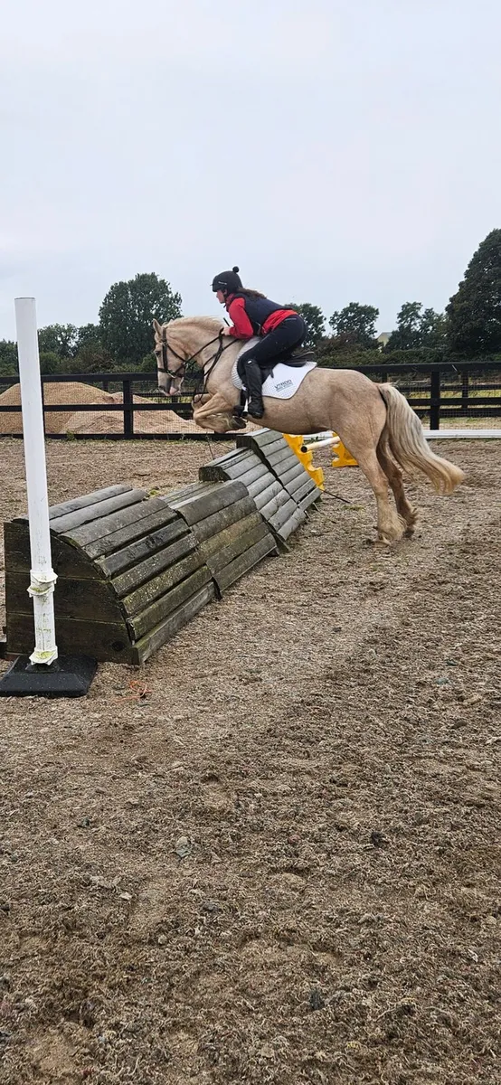 Perfect pony - Image 1