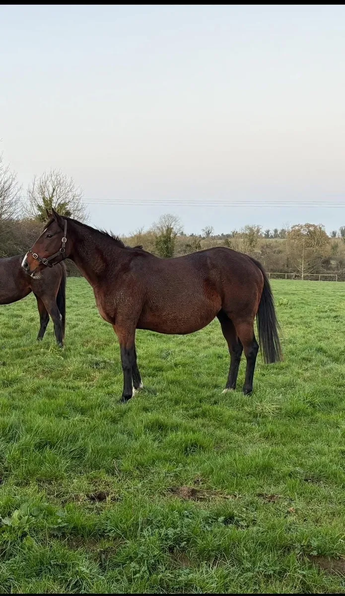 Winner mare, scanned in foal - Image 2