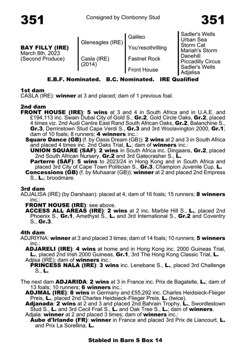 Winner mare, scanned in foal - Image 3