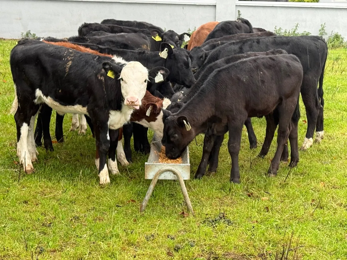 20 Runner Heifer Weanlings - Image 2
