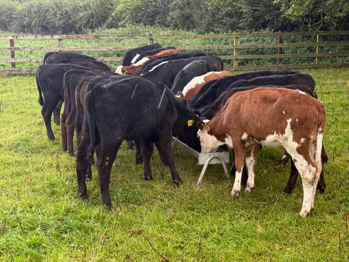 20 Runner Heifer Weanlings - Image 3