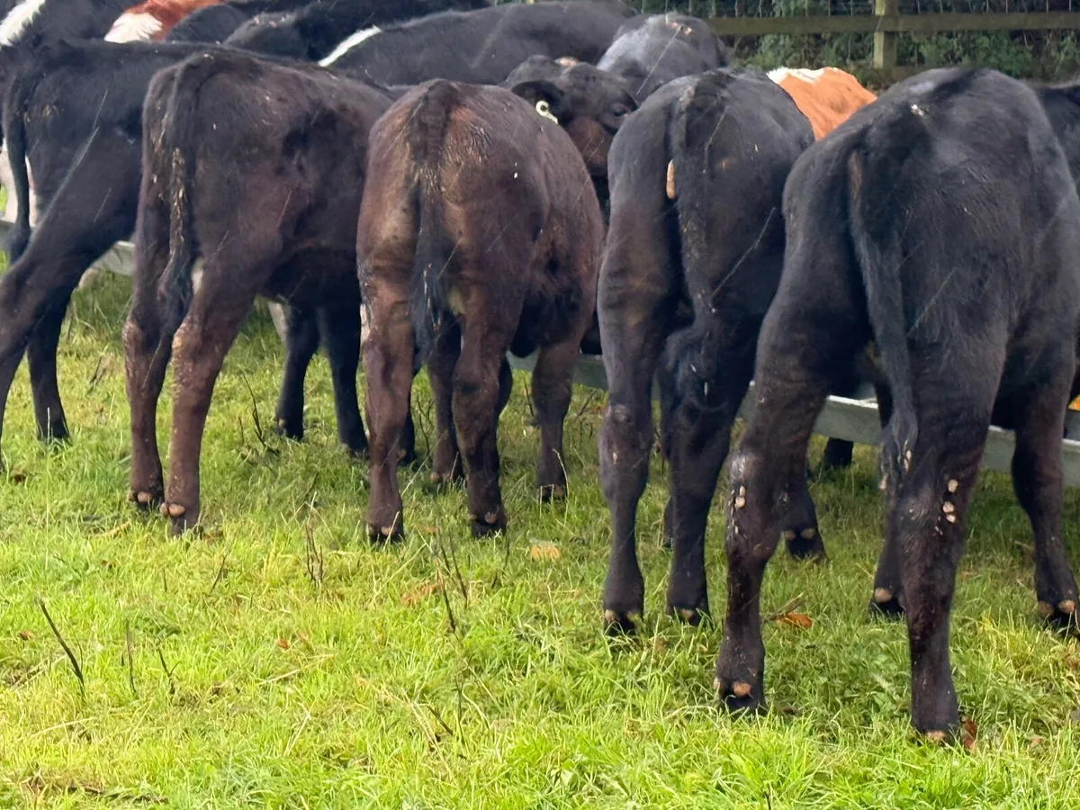 20 Runner Heifer Weanlings - Image 4
