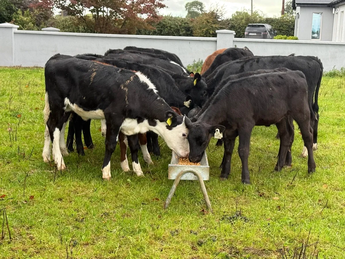 20 Runner Heifer Weanlings - Image 1