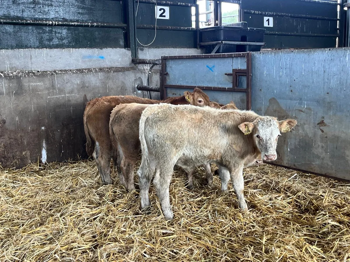 4 super continental  bull weanlings - Image 1
