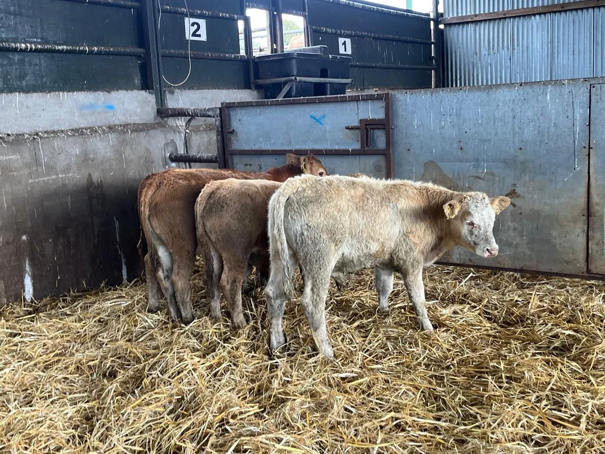 4 super continental  bull weanlings - Image 2