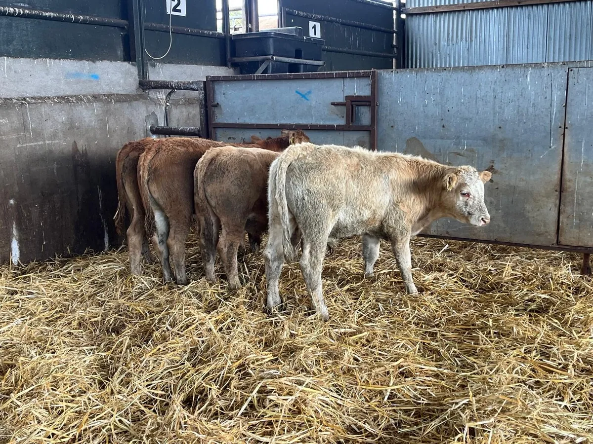 4 super continental  bull weanlings - Image 3