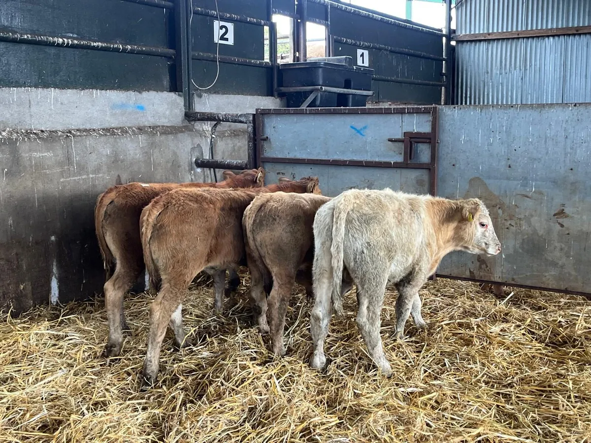 4 super continental  bull weanlings - Image 4