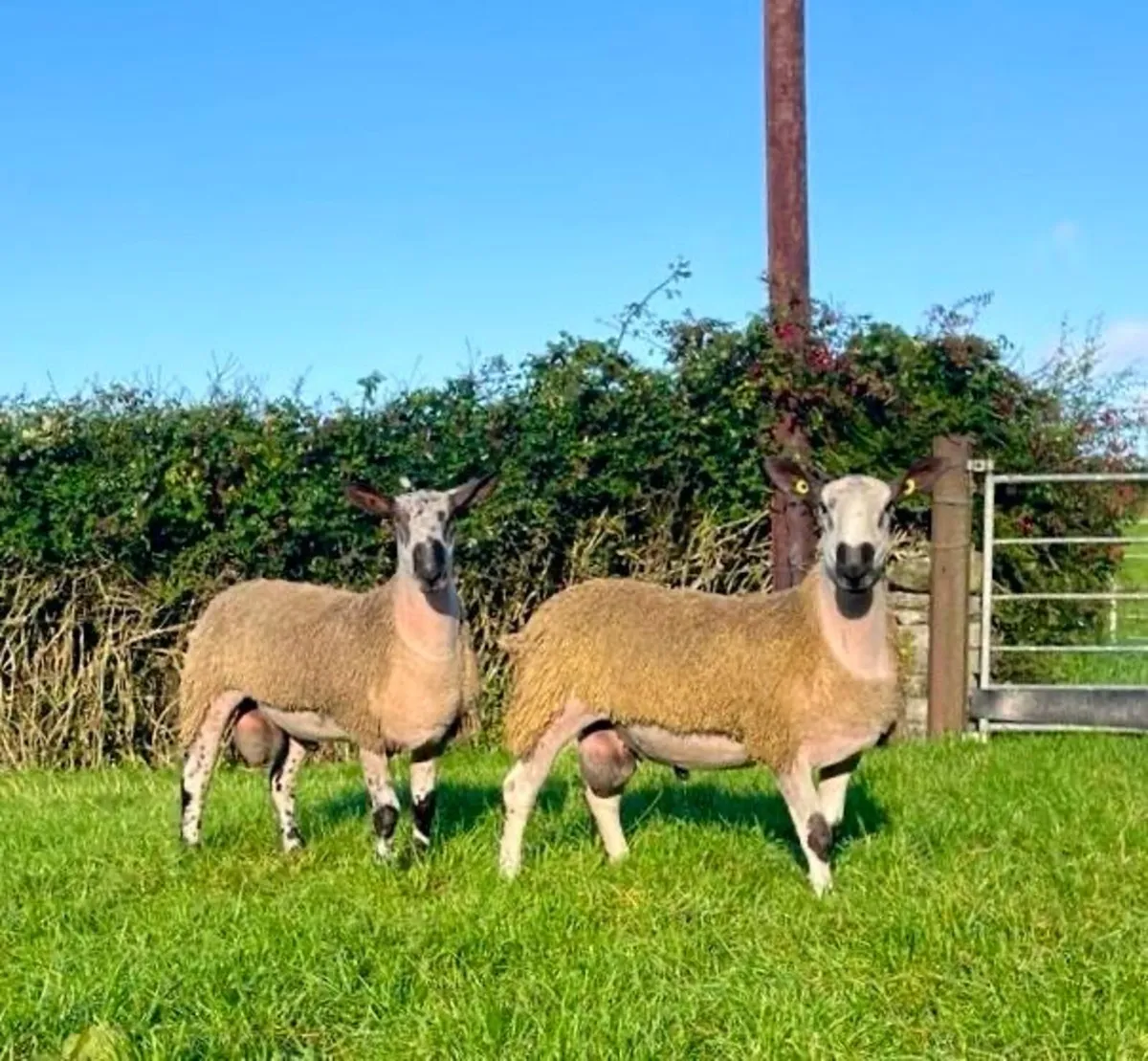 Bluefaced Leicester ram lambs - Image 1