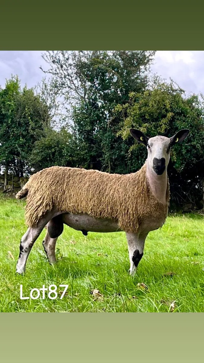 Bluefaced Leicester ram lambs - Image 2