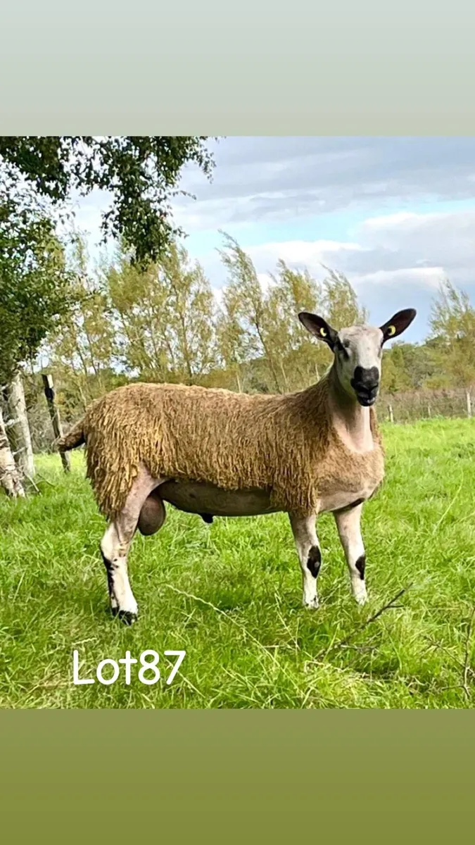 Bluefaced Leicester ram lambs - Image 3