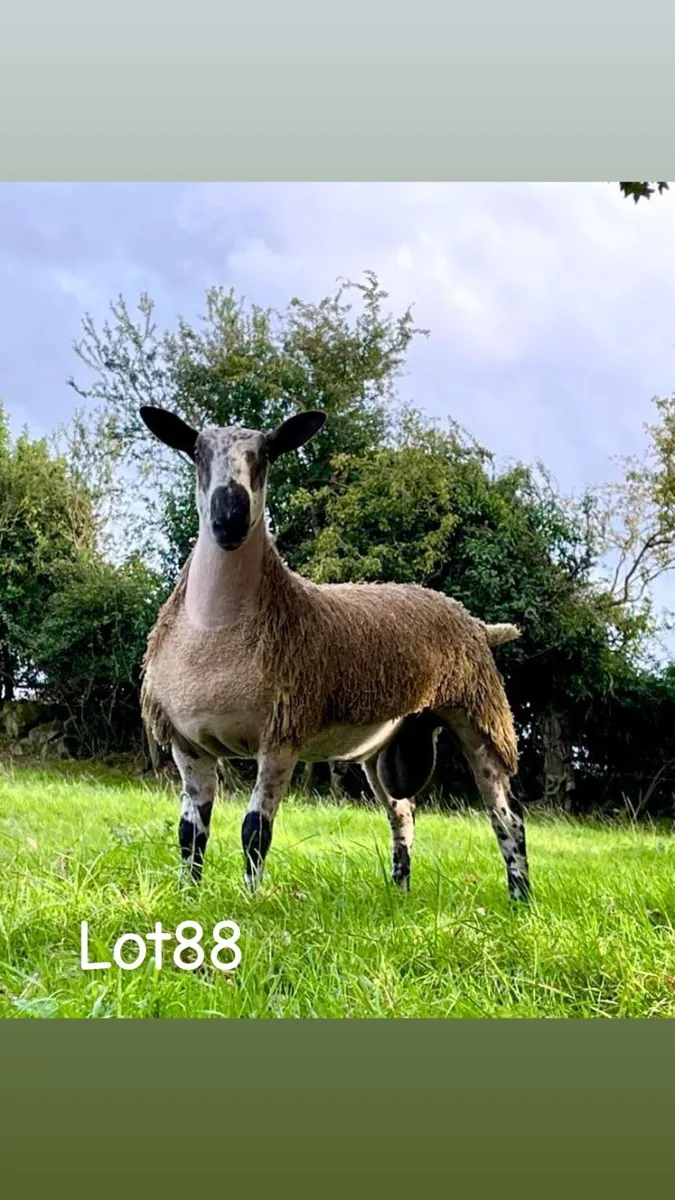 Bluefaced Leicester ram lambs - Image 4
