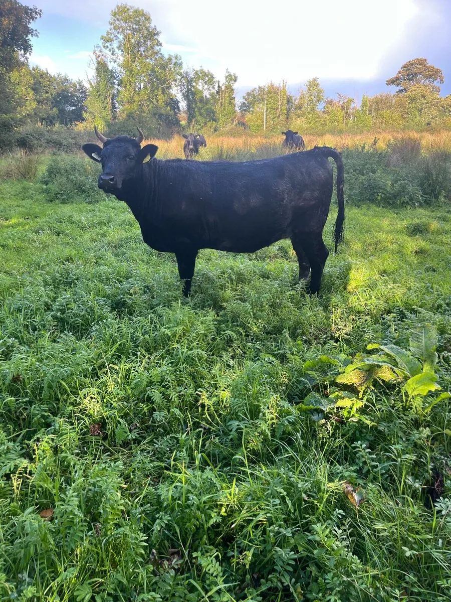 Kerry Heifer - Image 1