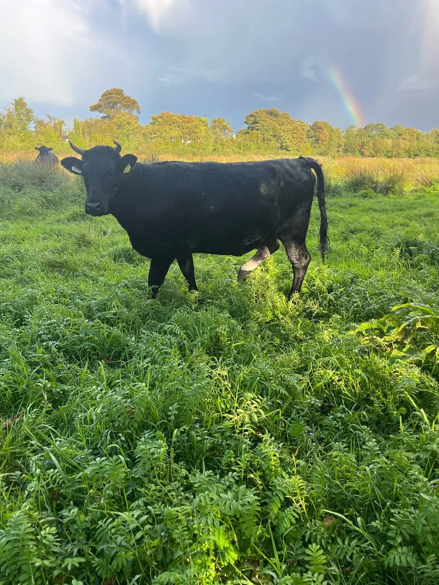 Kerry Heifer - Image 2