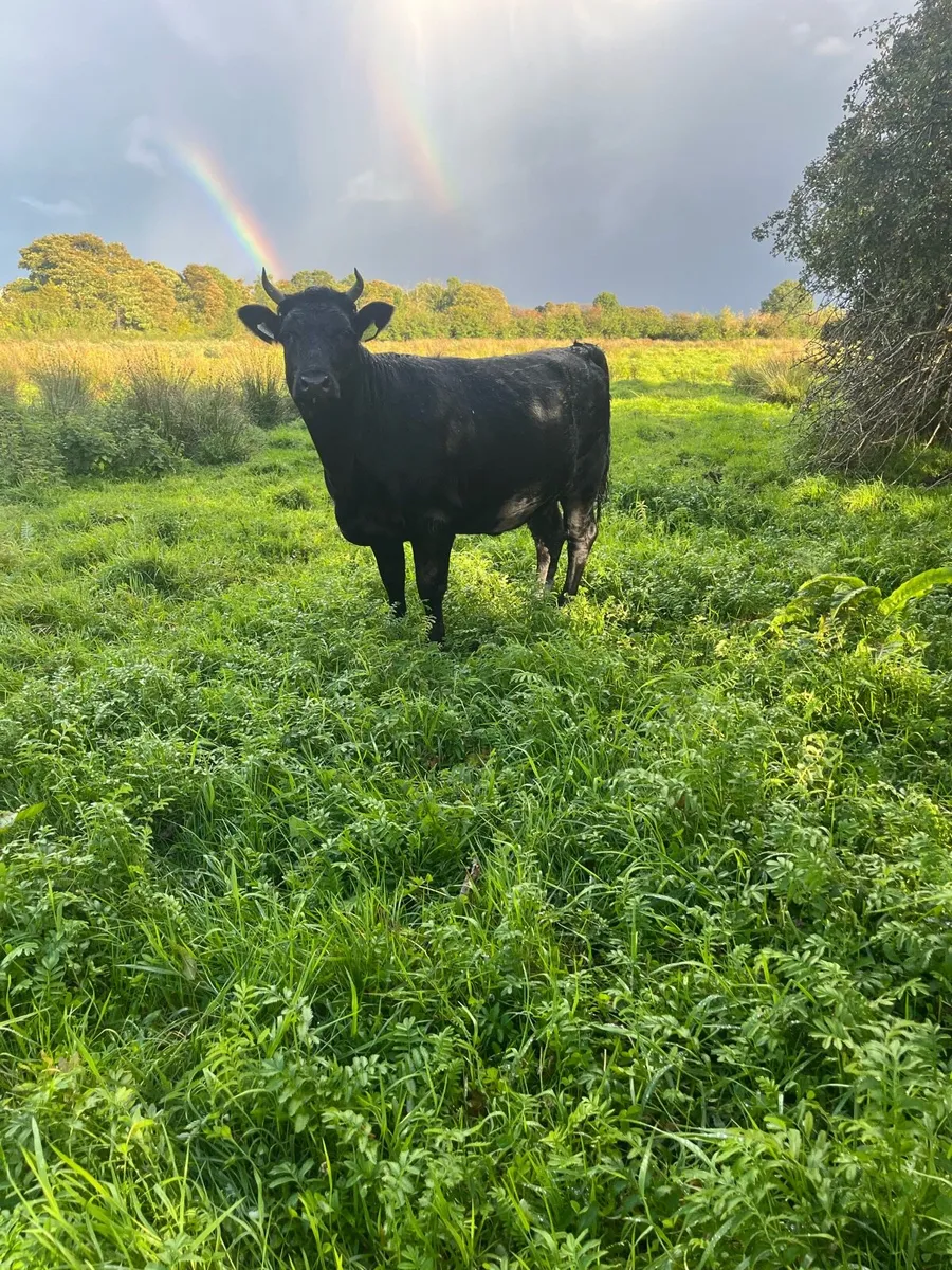Kerry Heifer - Image 3