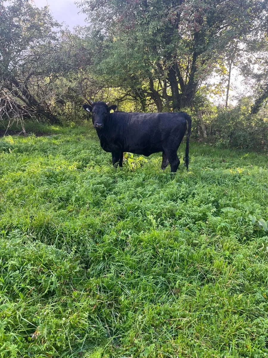 Kerry Heifer - Image 4