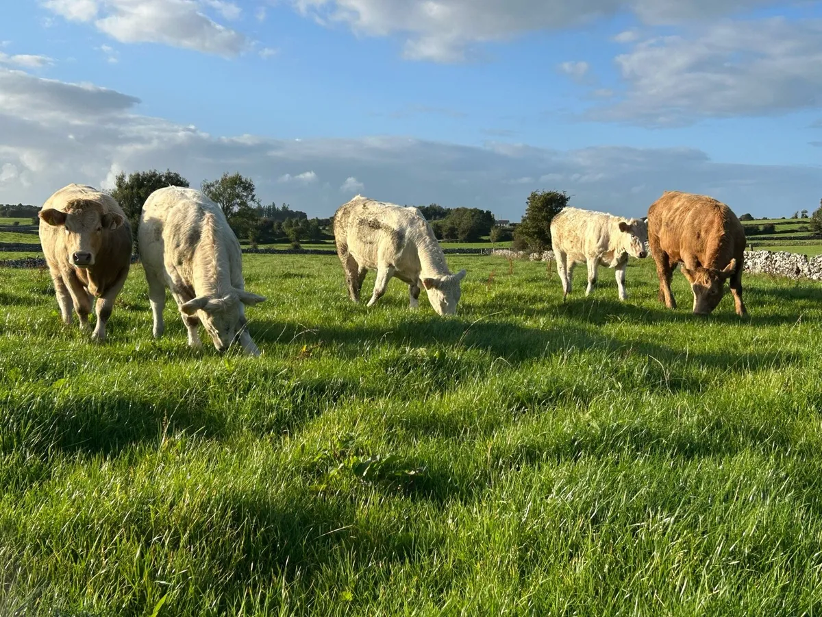 Heifers - Balla Mart - Sat 13th - Image 2