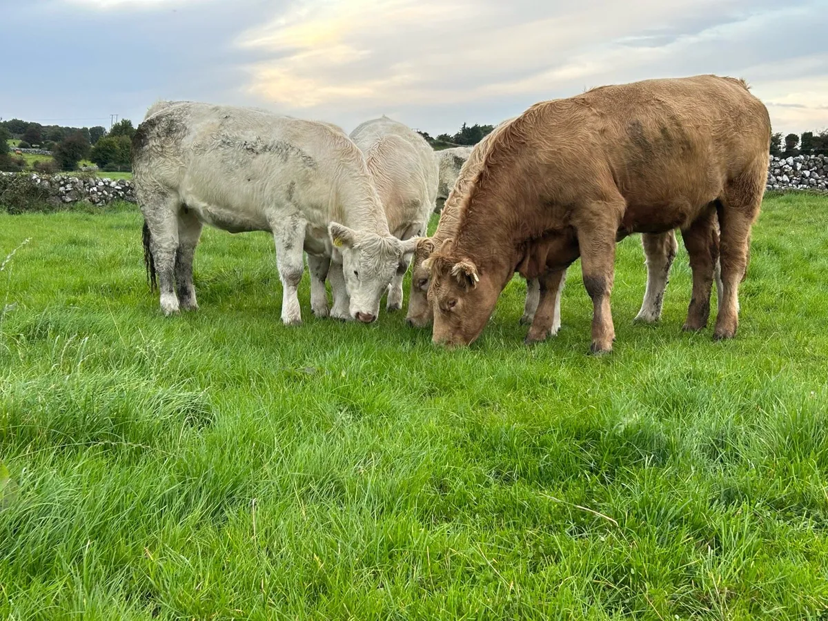Heifers - Balla Mart - Sat 13th - Image 1