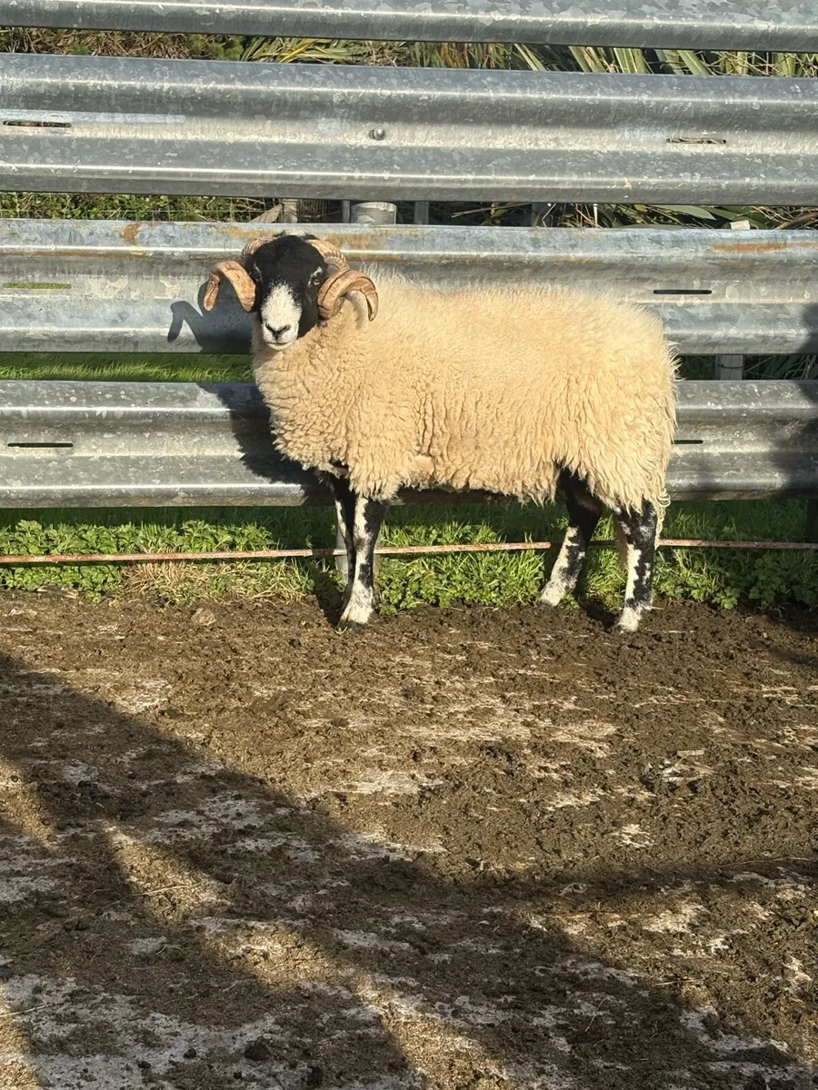 Swaledale hogget ram - Image 1