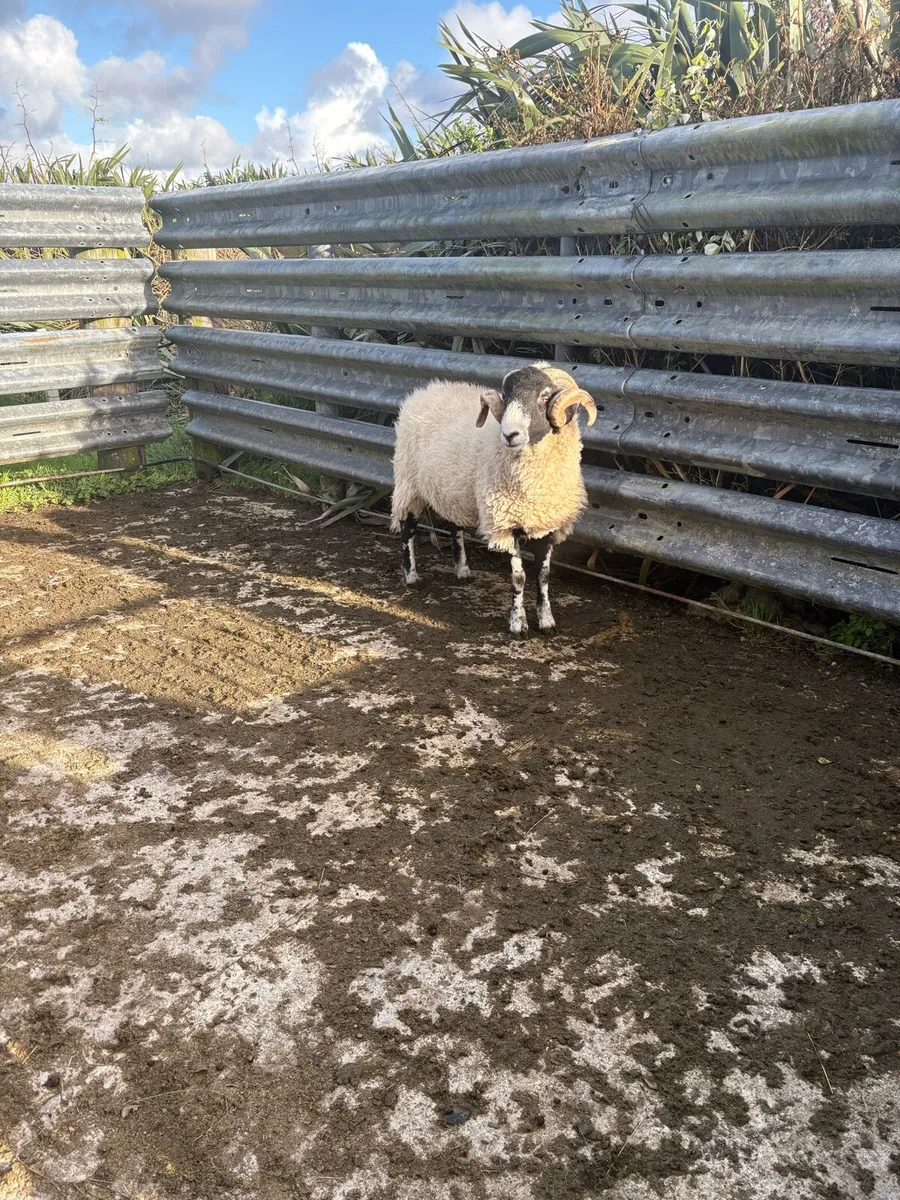 Swaledale hogget ram - Image 2