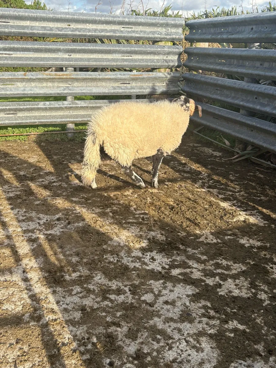 Swaledale hogget ram - Image 3