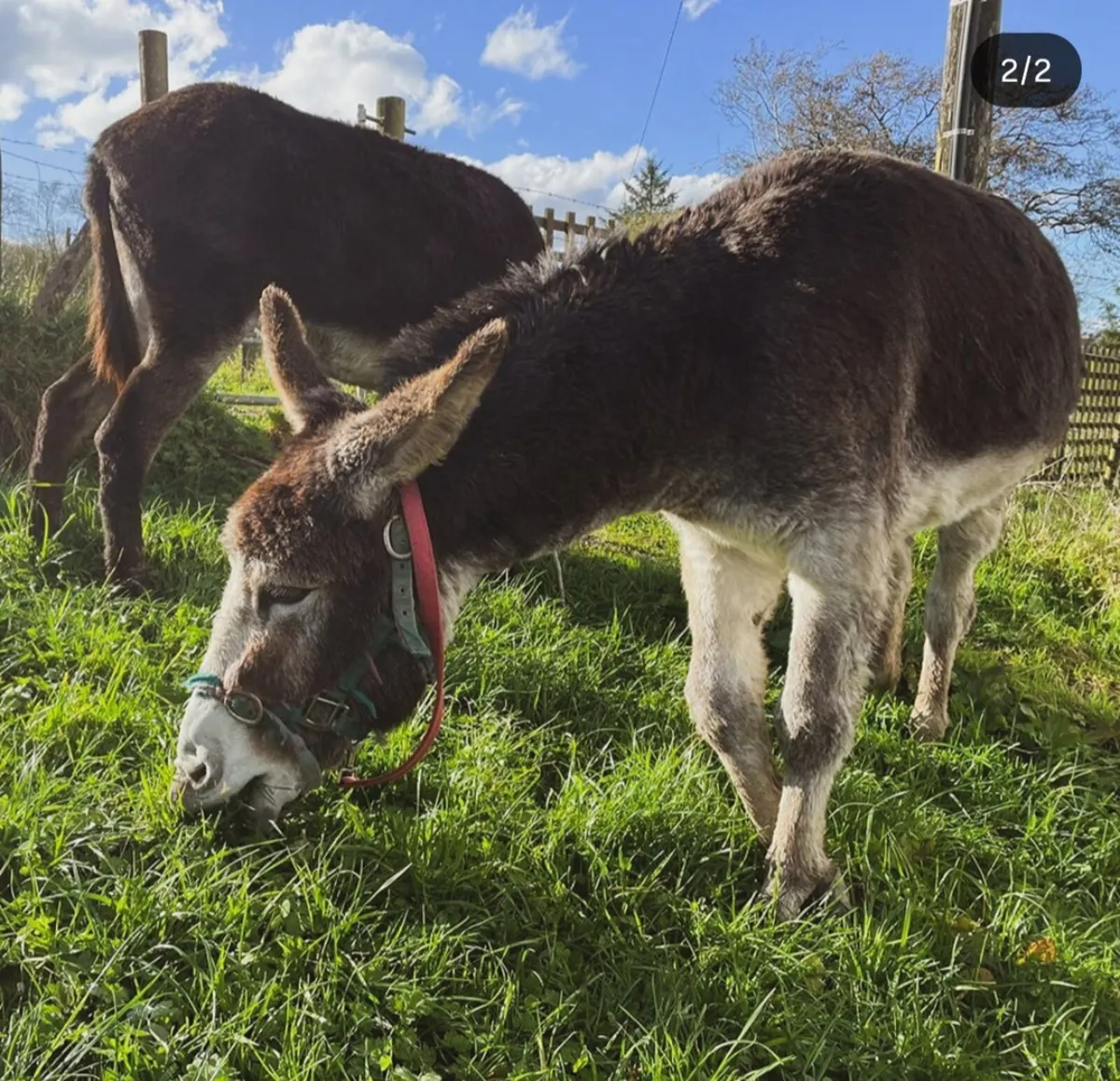 Two female donkeys - Image 1