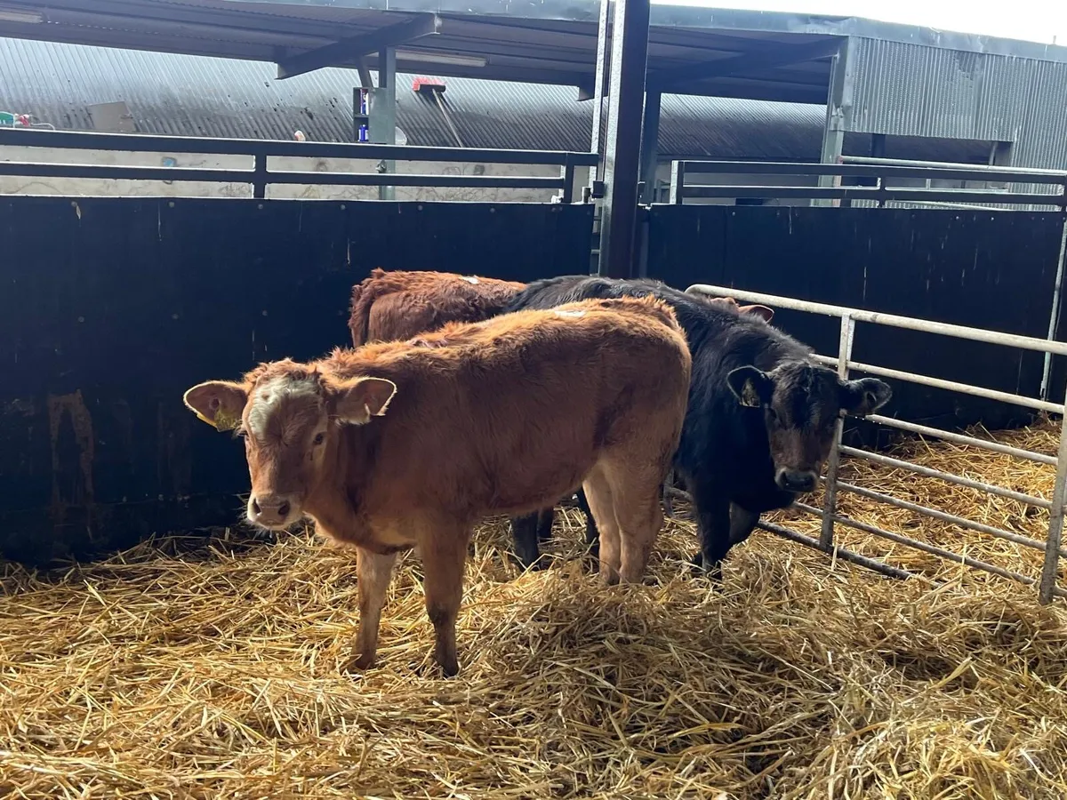 3 super  continental runner heifers - Image 1
