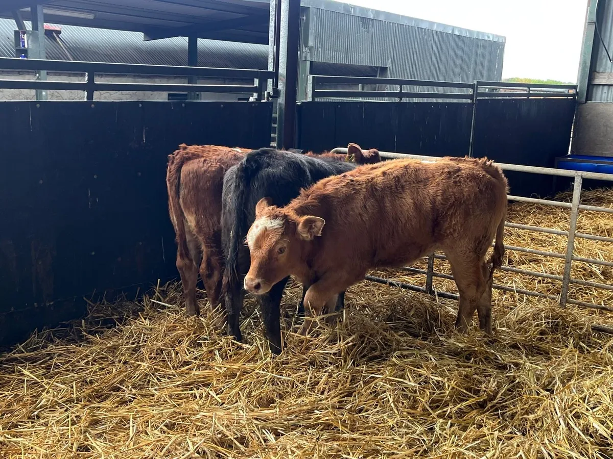 3 super  continental runner heifers - Image 2