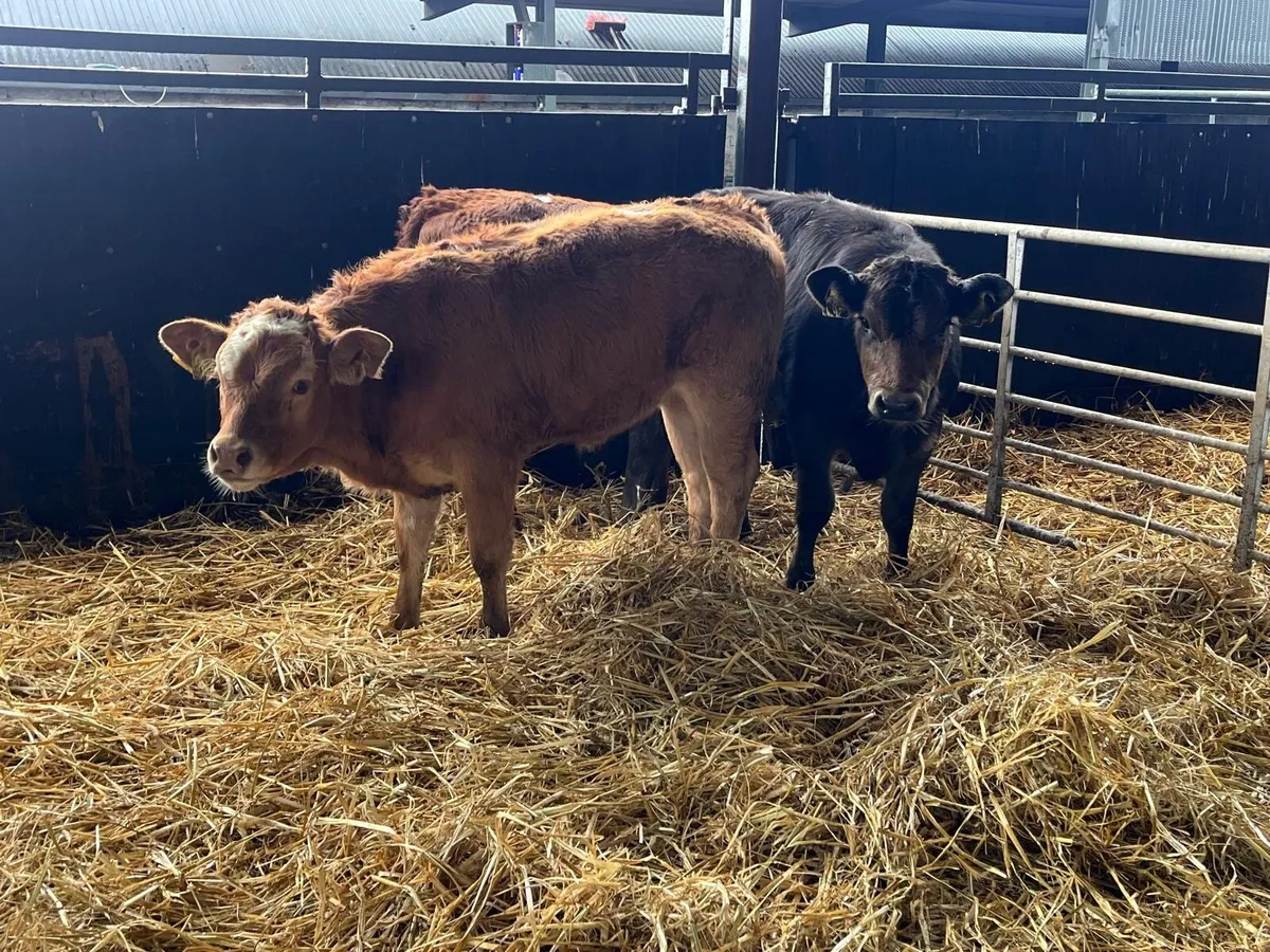 3 super  continental runner heifers - Image 3