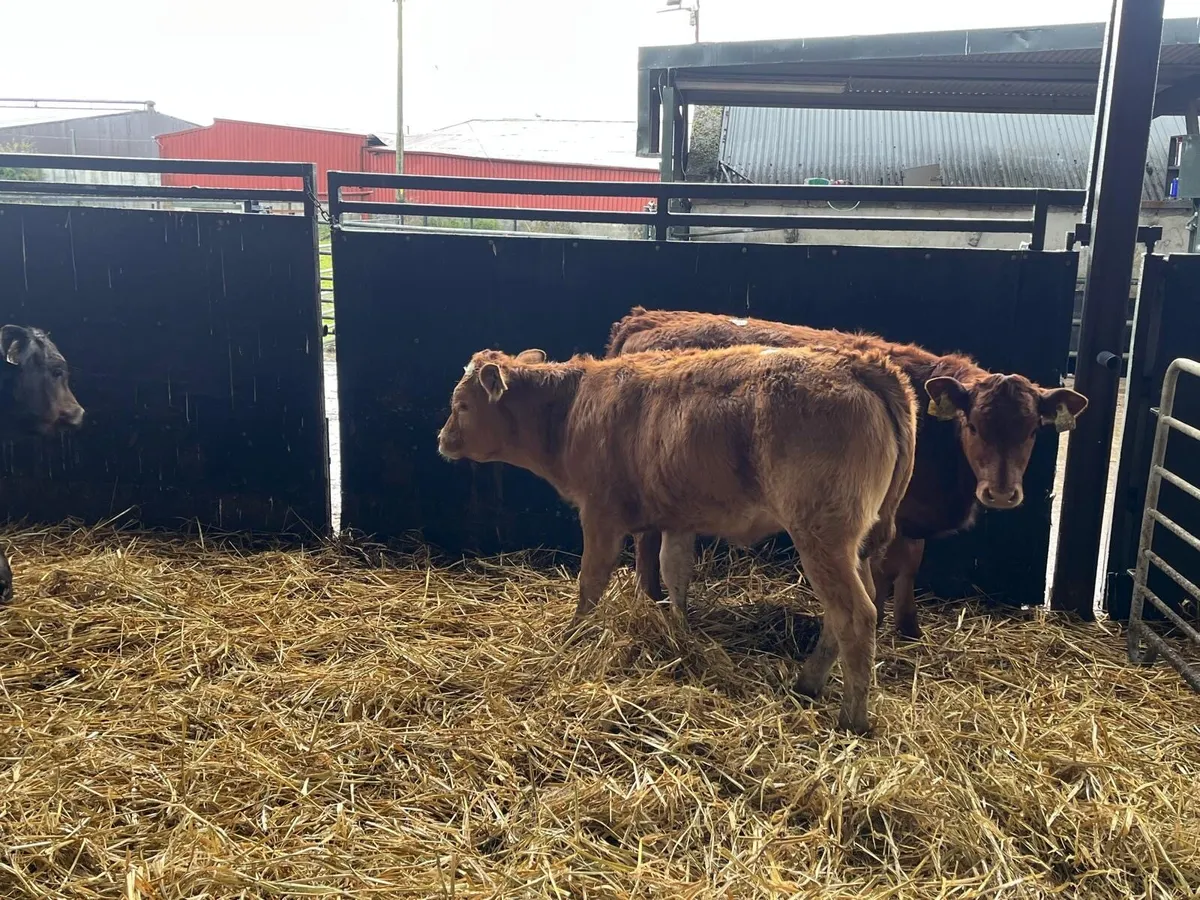3 super  continental runner heifers - Image 4