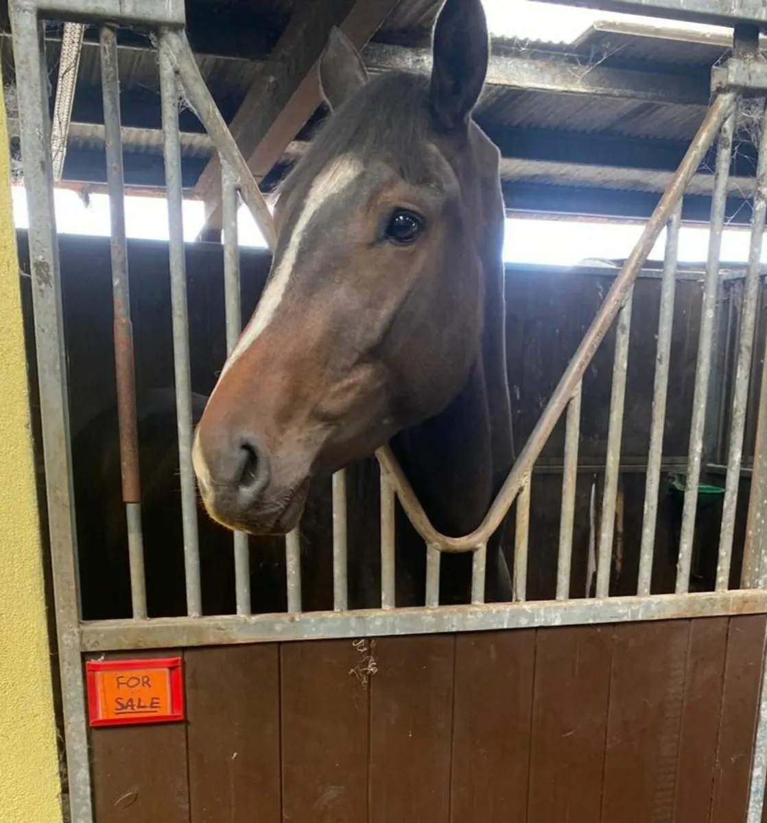 Well handled 4yrs mare - Image 2