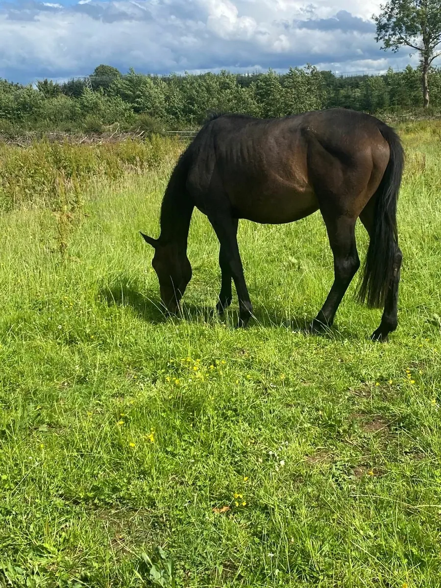 Well handled 4yrs mare - Image 3