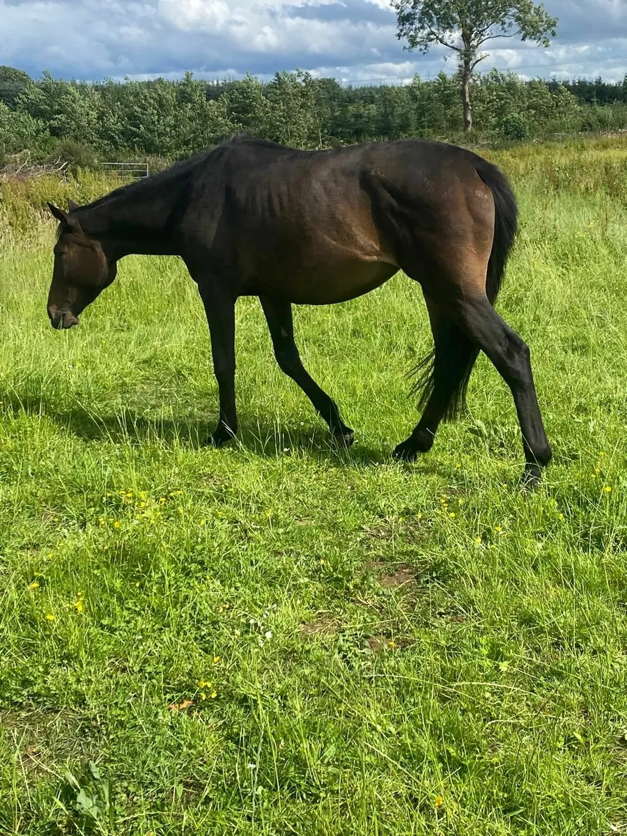 Well handled 4yrs mare - Image 4