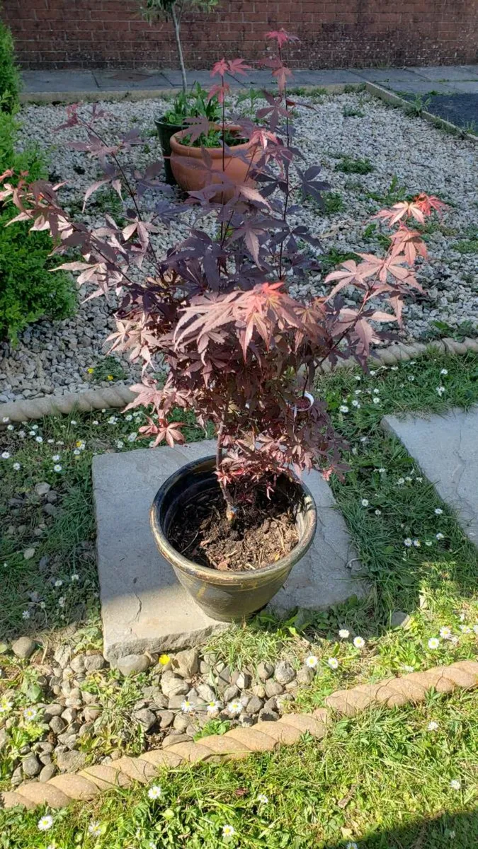 Japanese Acer maple.  Delivery Available - Image 1