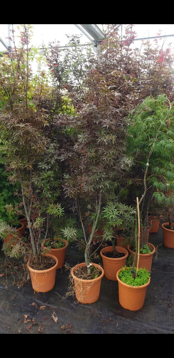 Japanese Acer maple.  Delivery Available - Image 2