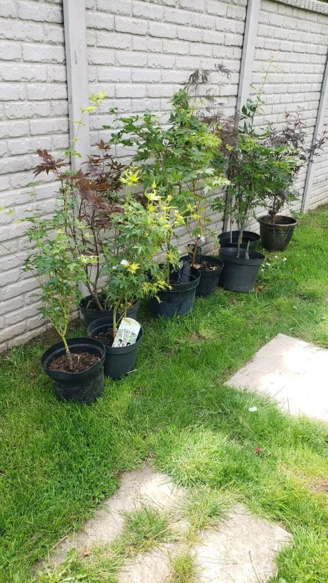 Japanese Acer maple.  Delivery Available - Image 3