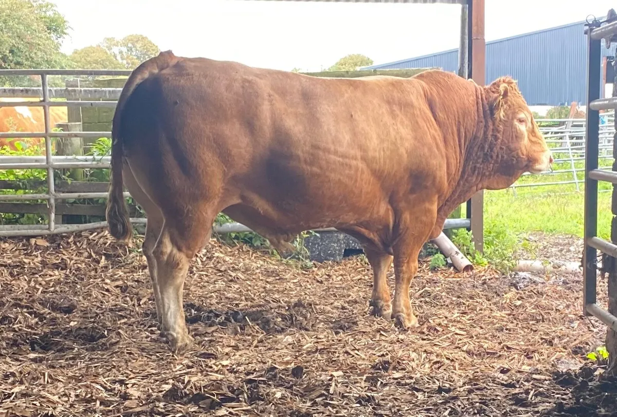LM Bull - Image 1