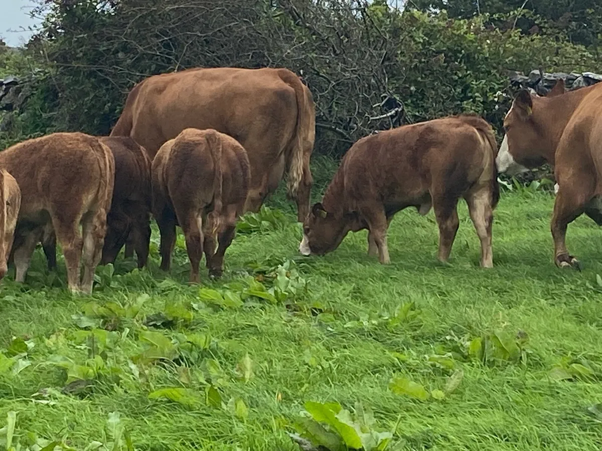 LM Bull - Image 2