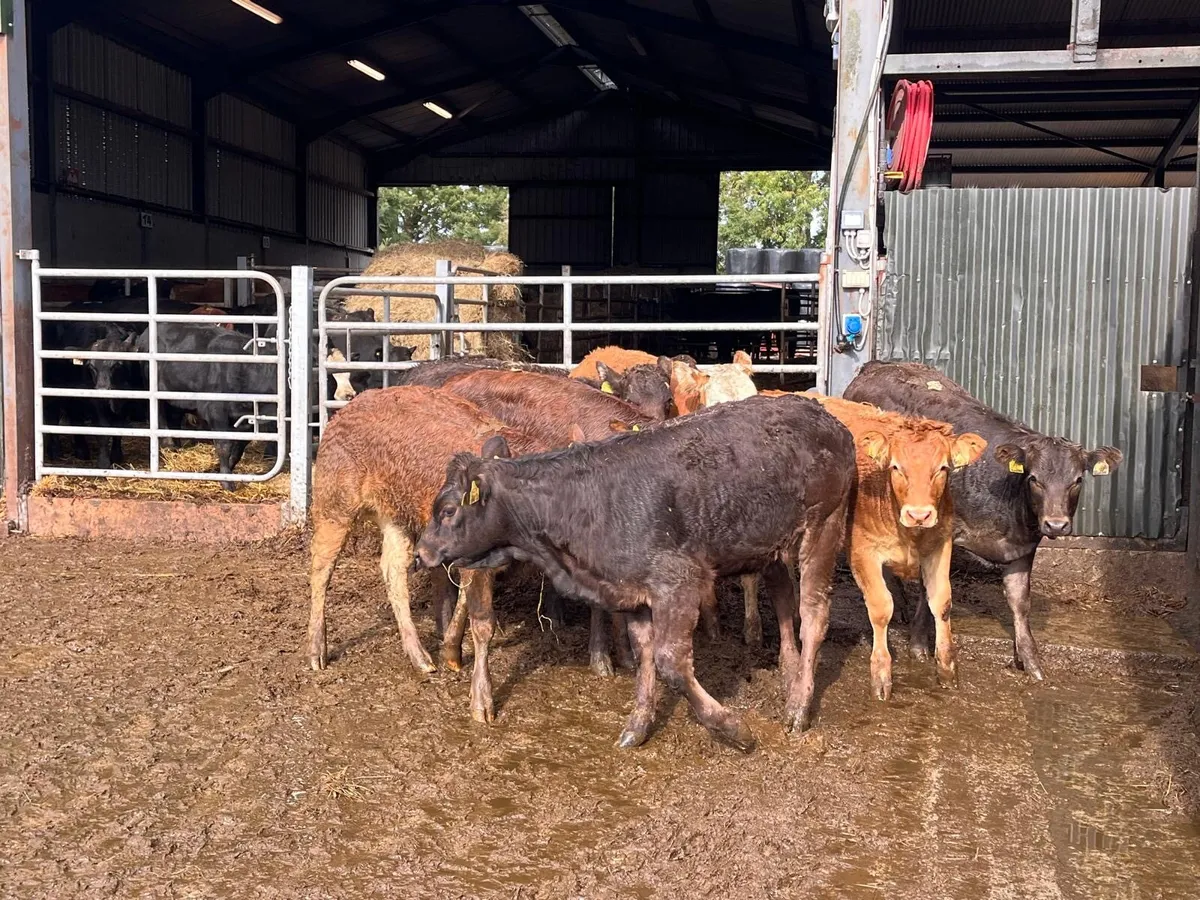 8 u grade 260 kg limosin heifers - Image 1