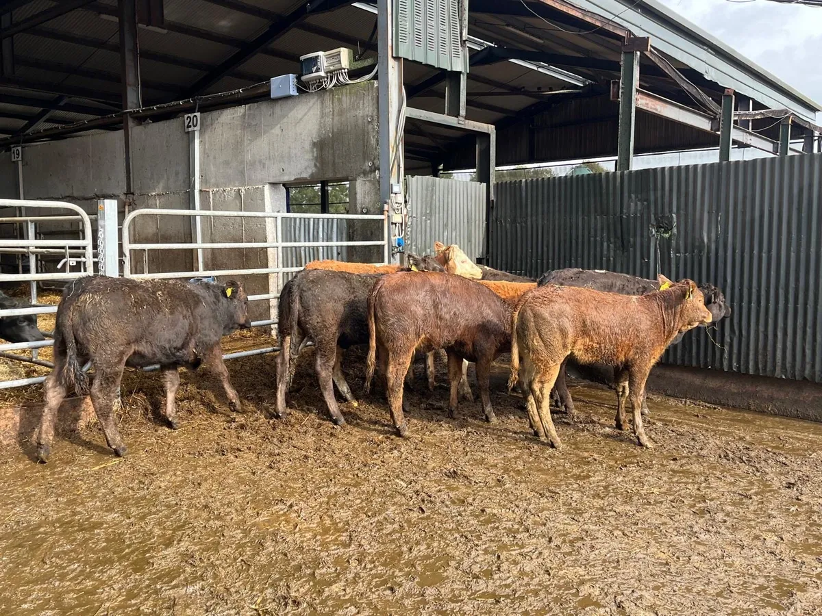 8 u grade 260 kg limosin heifers - Image 3