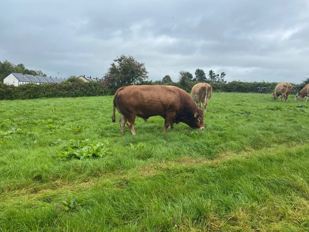 LM Bull - Image 4