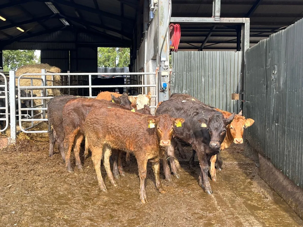 8 u grade 260 kg limosin heifers - Image 4