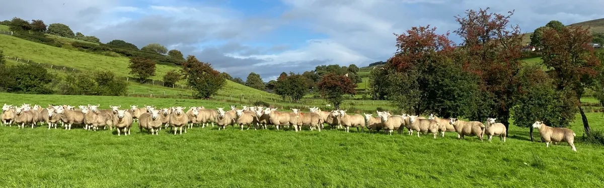 Texel X ewe lambs - Image 1