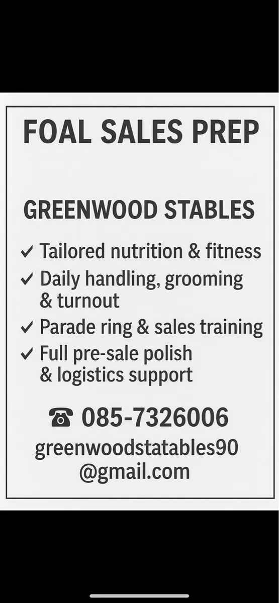 Sales Preparation Thoroughbred Foals - Image 2