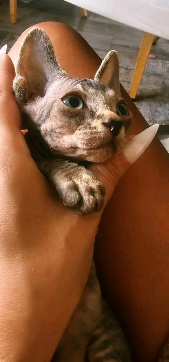 Champion Line Sphynx Kittens Available - Image 2