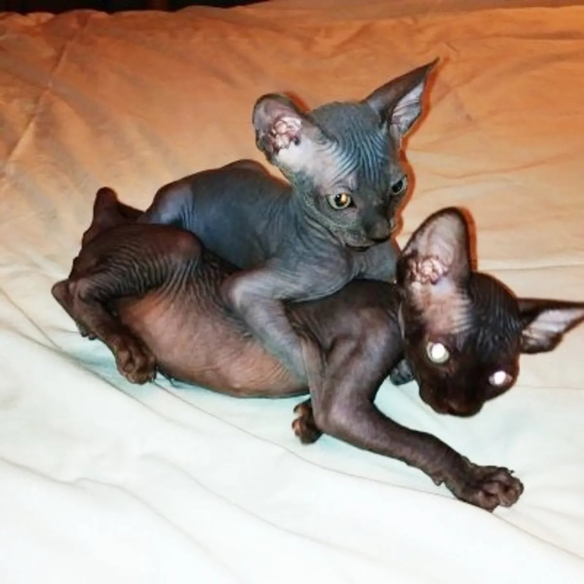 Champion Line Sphynx Kittens Available - Image 3